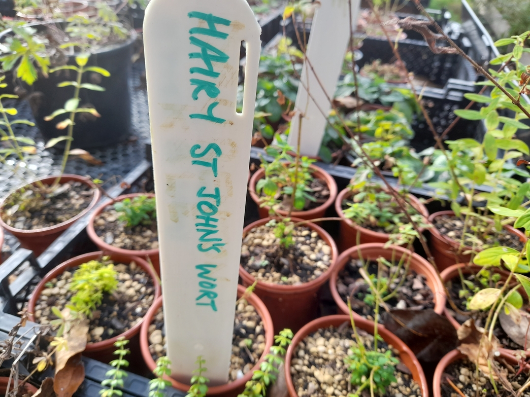 Team Wilder Wildflowers in Partial Shade Avon Wildlife Trust